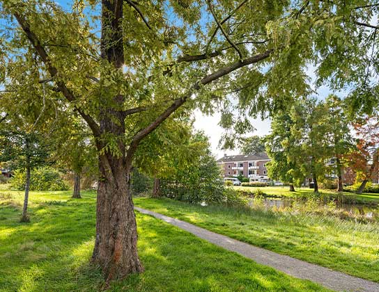 Groene woonomgeving met park en water in Drenthe